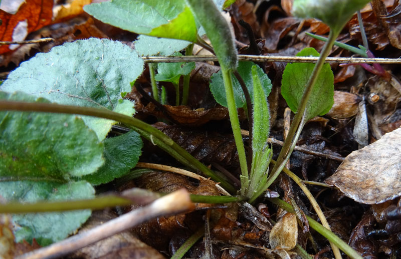 Viola alba subsp. alba - Violaceae